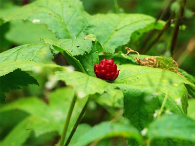 Berberine lowers LDL cholesterol and triglycerides