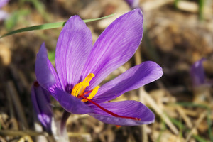 Better sleep with saffron
