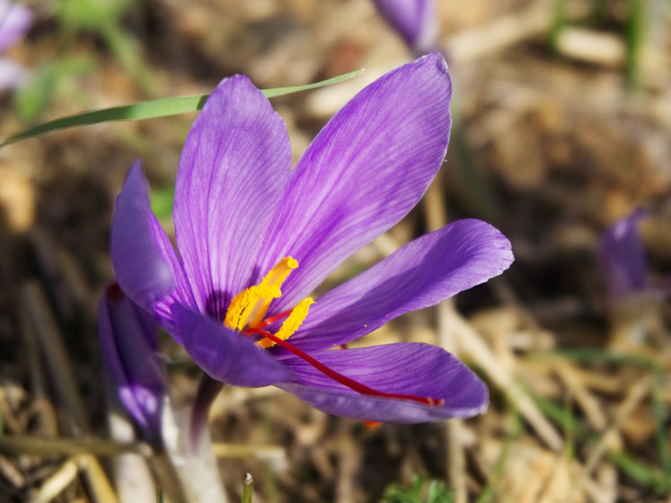 Better sleep with saffron
