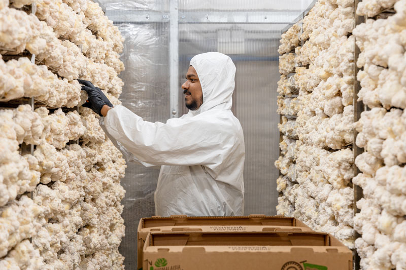 Beyond beta-glucans: the importance of bioactive compounds in functional mushroom ingredients