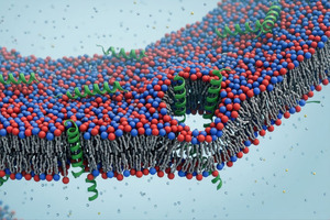 Beyond emulsification: the antimicrobial power of mono- and diglycerides