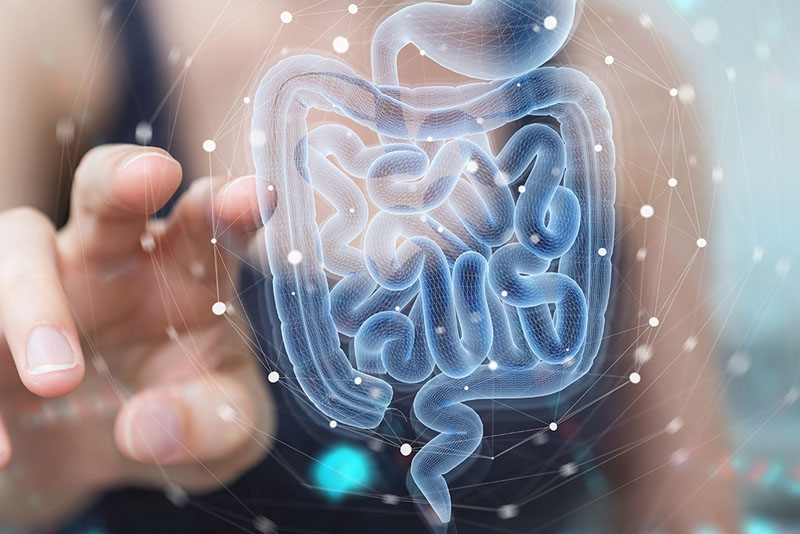 Beyond muscle: why gut health is the next big player in enhanced performance for sports nutrition