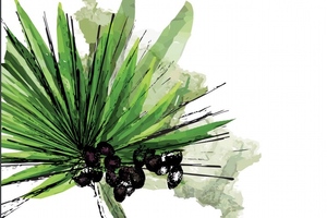 BGG recieves results of two studies on its saw palmetto extract