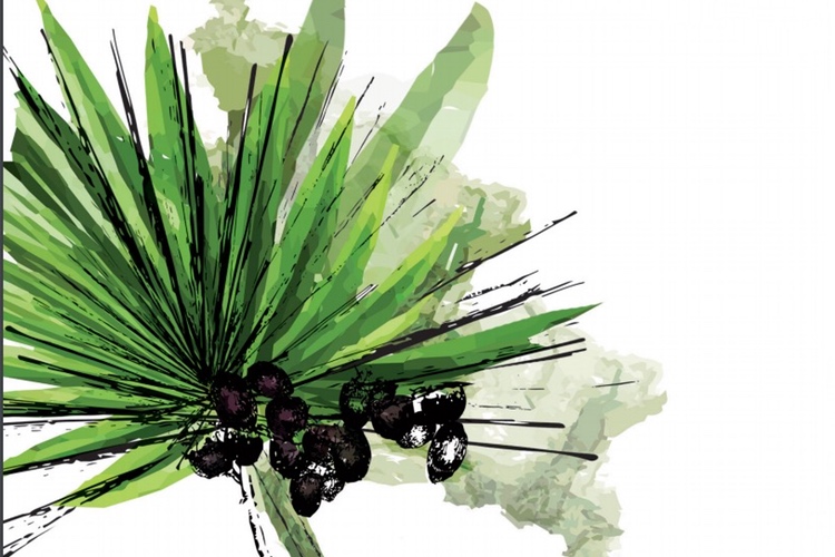 BGG recieves results of two studies on its saw palmetto extract