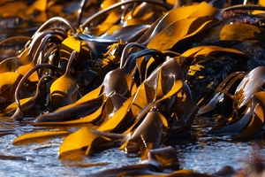 Biesterfeld officially extends distribution of Carbonwave's seaweed-based cosmetic