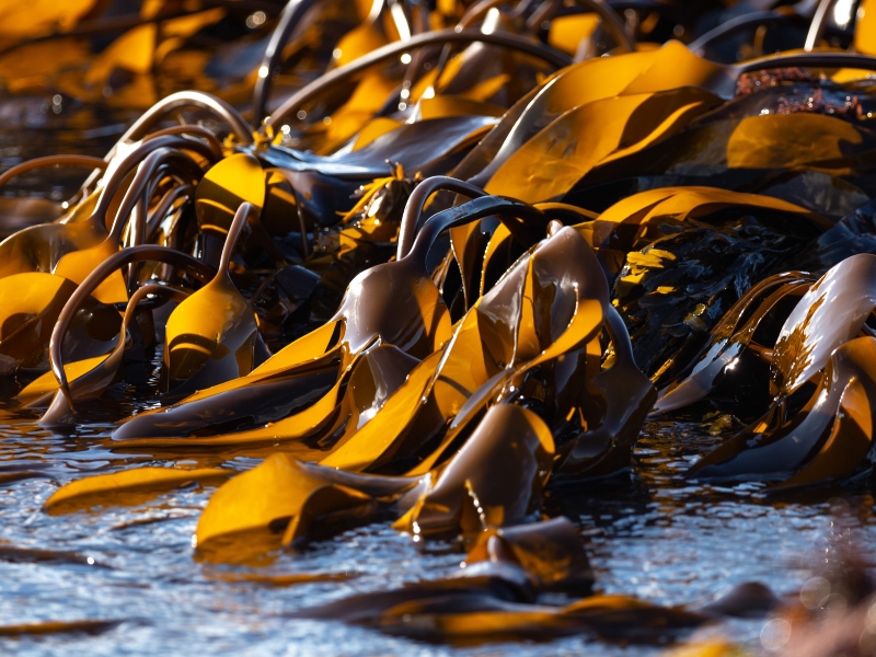 Biesterfeld officially extends distribution of Carbonwave's seaweed-based cosmetic
