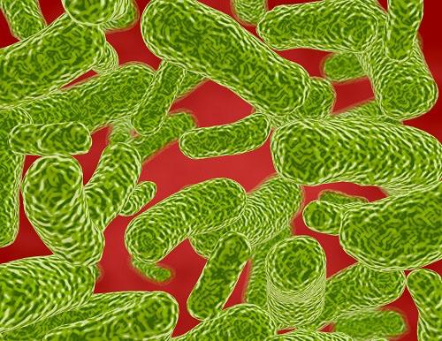 Bifidobacterium breve B-3 reduces body fat in obese subjects