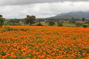 Bio-gen Extracts obtains product license from Health Canada for marigold extract