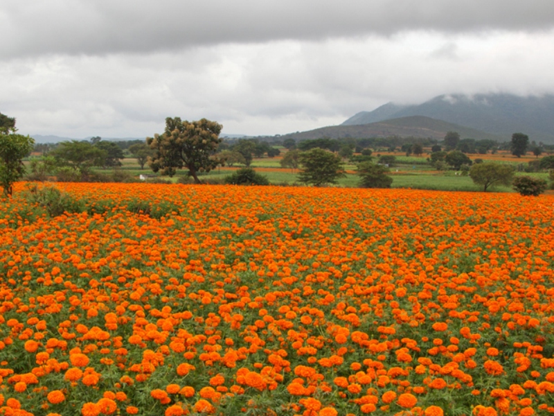 Bio-gen Extracts obtains product license from Health Canada for marigold extract