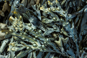 BioMara scales up prebiotic fucoidan extraction capacity for Thalivra