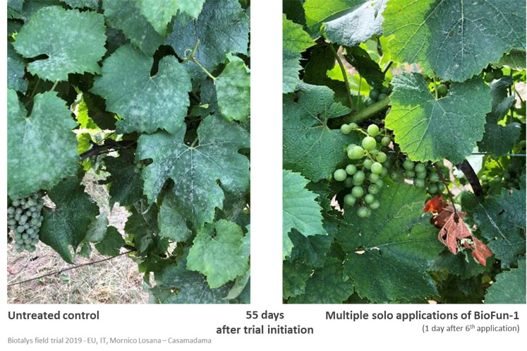 Biotalys’ first biocontrol proves to be consistent and efficient in global field trial
