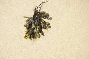 Bladderwrack weight loss remedy gets first German approval