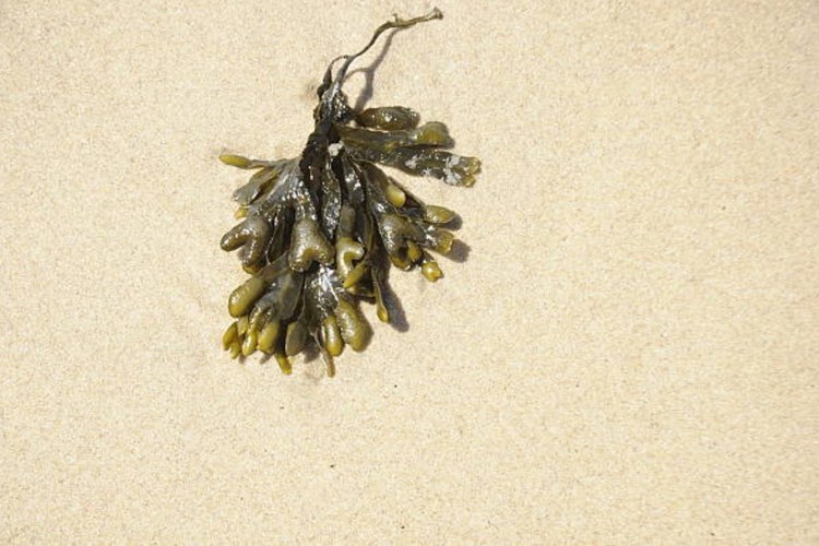 Bladderwrack weight loss remedy gets first German approval