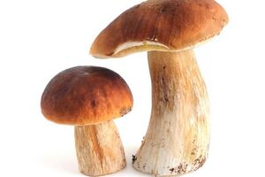 Blue California files ergothioneine patent for oxidative stress