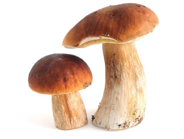 Blue California files ergothioneine patent for oxidative stress