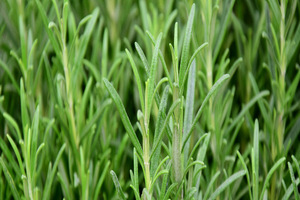 Blue California introduces 98% pure Rosavel 