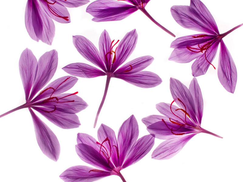 Blue Monday: Safr’Inside, Activ’Inside's saffron extract for seeing life through rose-colored glasses