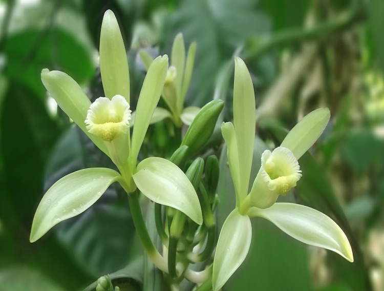 Blue Pacific Flavors implements vanilla digital traceability system 