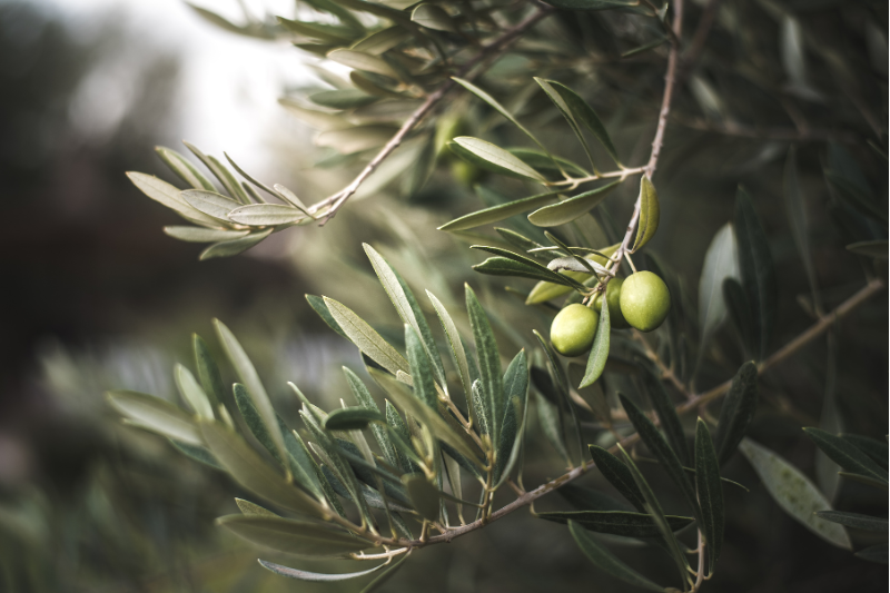 Bonolive clinical trial shows promising anti-ageing effects on skin and biomarkers in postmenopausal women