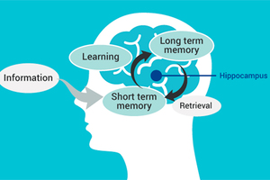 Boost student’s cognitive performance in 15 days