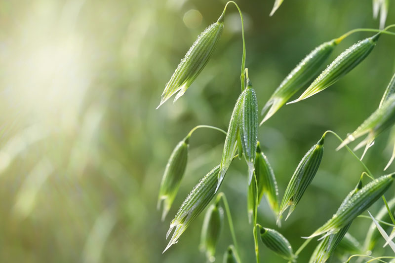 Boosting the intestinal health benefits of beta-glucans with a novel polysaccharide