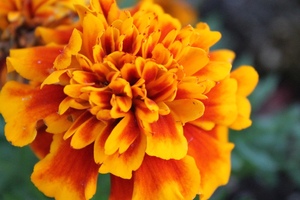 Botanic Healthcare launches dedicated website for Marigold extract