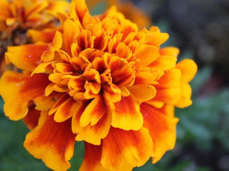 Botanic Healthcare launches dedicated website for Marigold extract