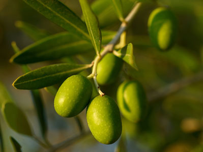 Botanicals for a superior quality of life
