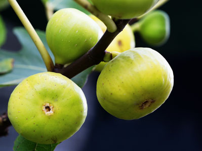 Botanicals for a superior quality of life

