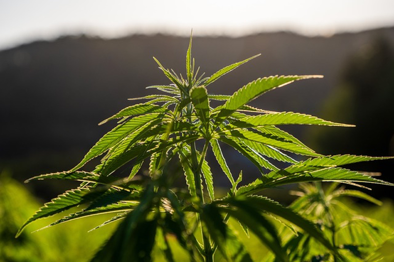 Branded Legacy and Hemp Emu collaborate to produce CBD range