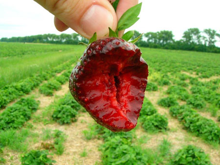 Breakthrough Nerina Strawberry extract offers profound health benefits