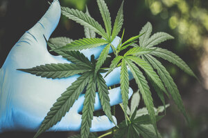 British Cannabis products approved by UK FSA