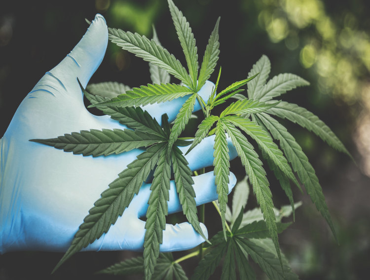 British Cannabis products approved by UK FSA