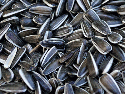 Burcon receives co-investment from Protein Industries Canada 