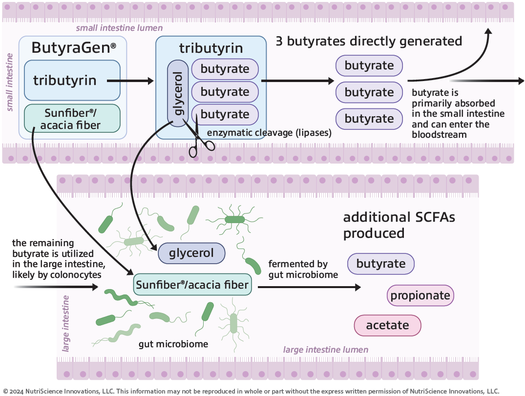 ButyraGen: new clinical study confirms digestive relief, with promising benefits for women