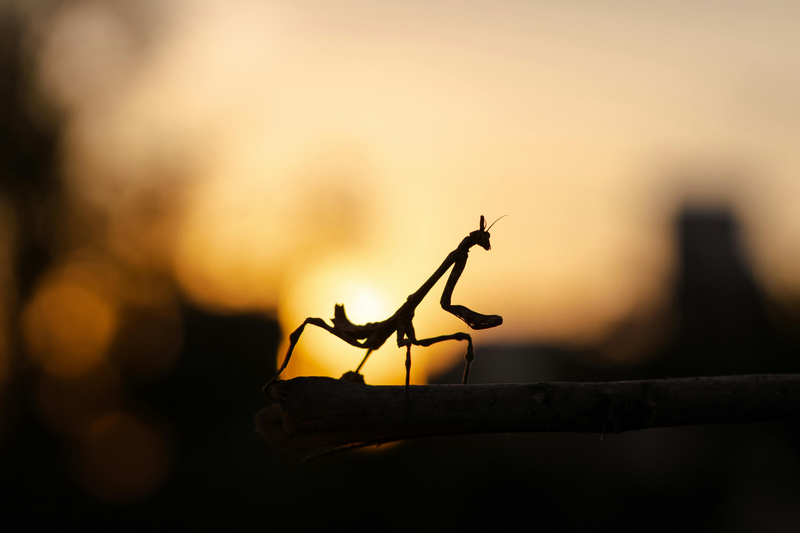 Bühler and NRGene Canada's North American Insect Centre inaugurated