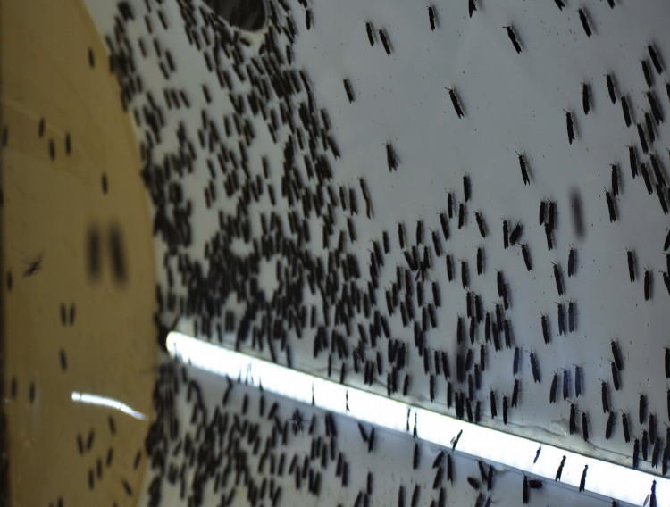 Bühler insect technology to enable agriculture waste reduction