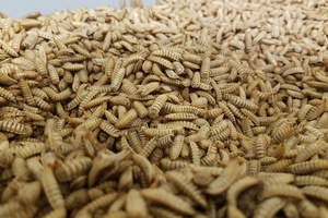 Bühler opens Insect Technology Center to support customers in the feed and food industries