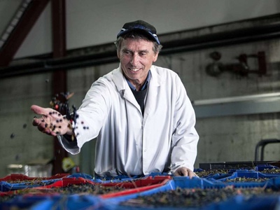 Bühler’s SORTEX PolarVision assures Blåtand berry quality 