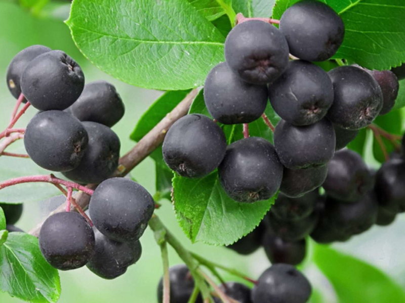 Cactus Botanics introduces chokeberry
