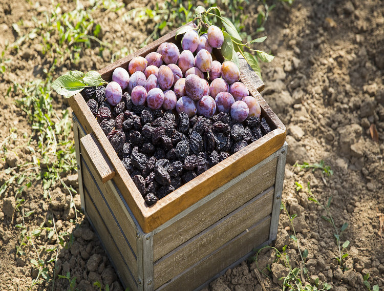 California Prune Board highlights ingredient’s fibre benefits