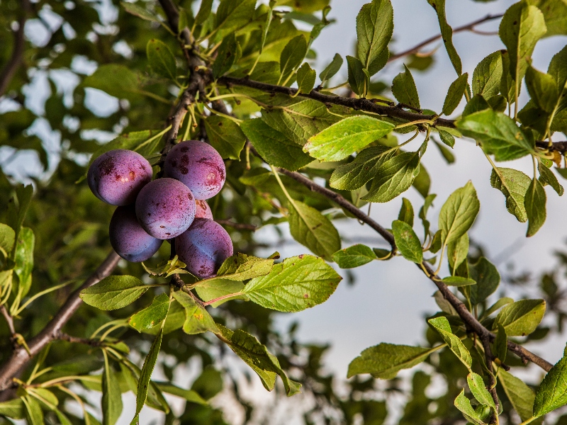 California Prune Board reinforces commitment to sustainability
