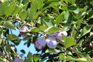 California Prune Board seeks sustainability