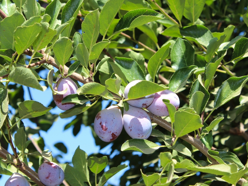 California Prune Board seeks sustainability