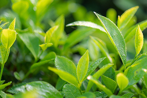 Cambridge Commodities adds naturally sourced L-theanine