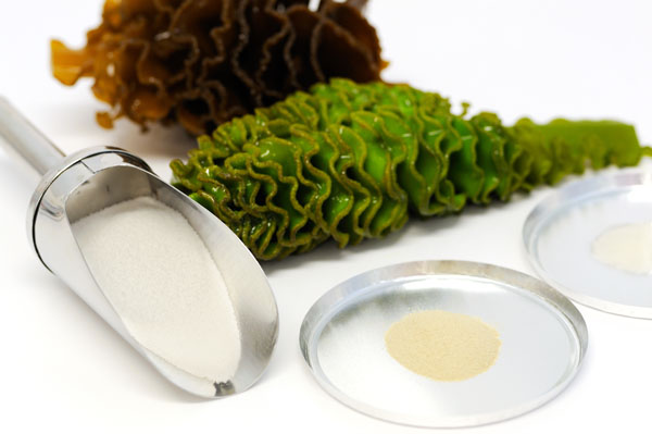 Cancer discovery in novel seaweed extracts