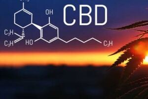 Cannabinoids now classed as novel food in Europe