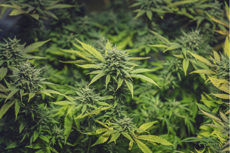 Cannabis is growing up. The industry needs to grow with it.