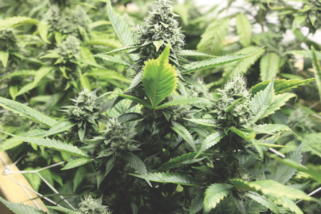Cannabis: The world’s most promising nutraceutical