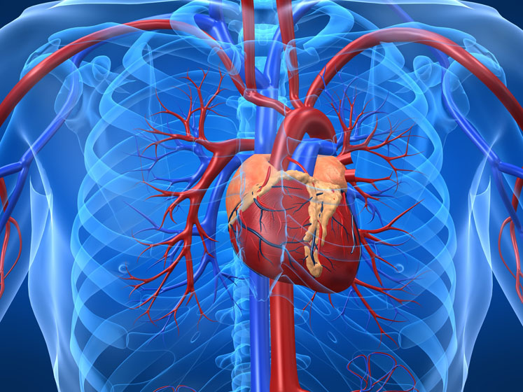 Cardiovascular health prevention with coenzyme Q10